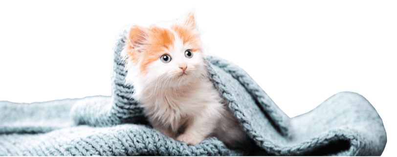 istock 1129105973